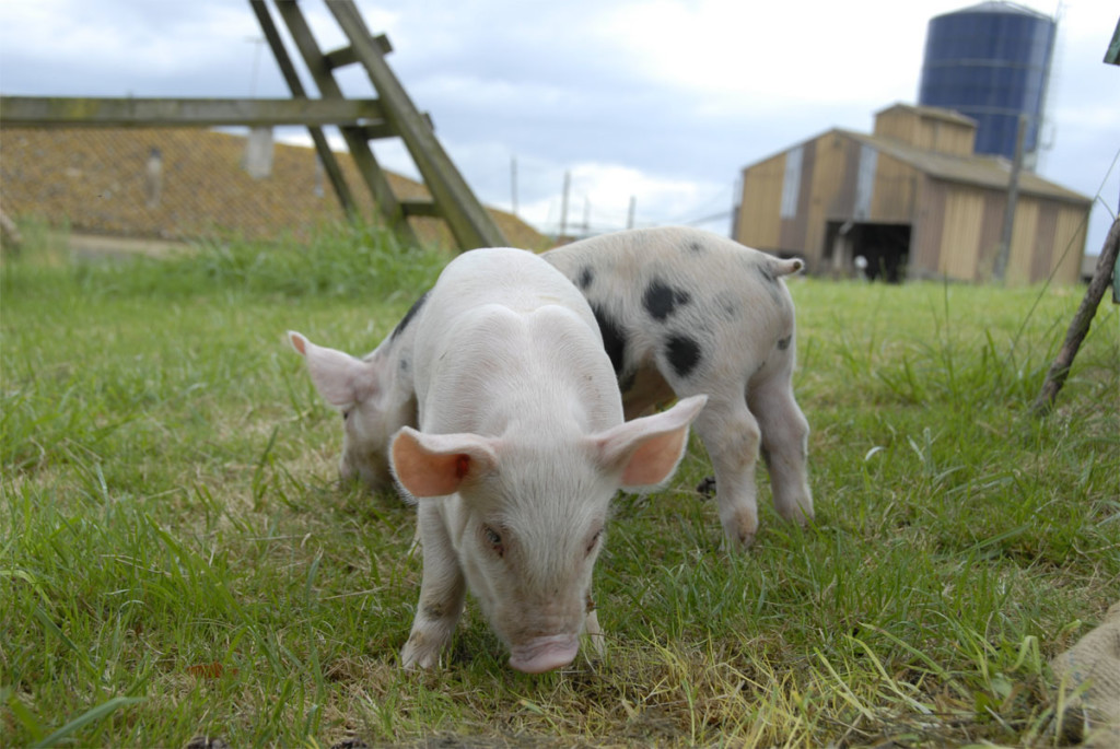 La ferme de Baruteau à visiter